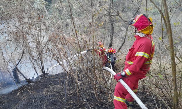 Volcán de Agua: regenerar el bosque tomará más de 10 años