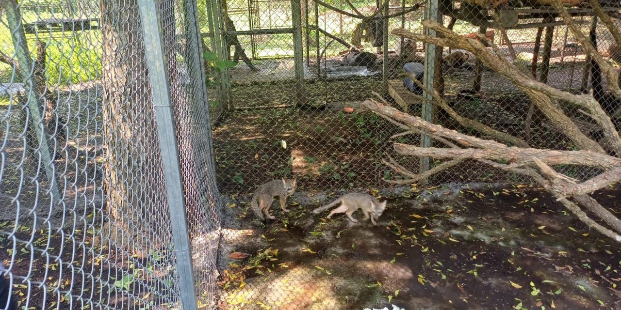 Animales localizados en El Infiernito necesitan rehabilitarse