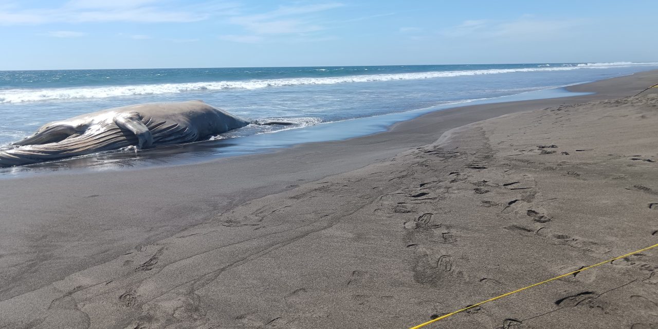 La ballena hembra que tenía un golpe de barco